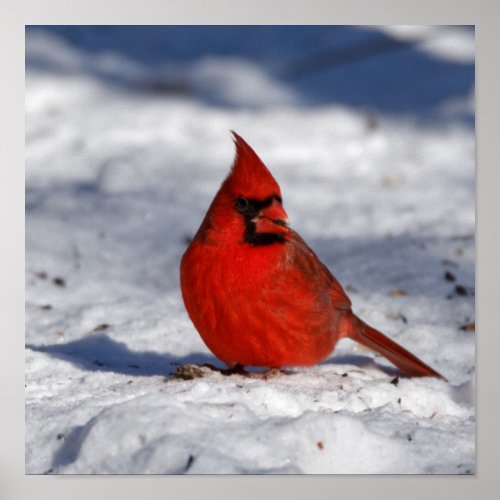 Male Northern Cardinal in the Snow 12x12 Poster