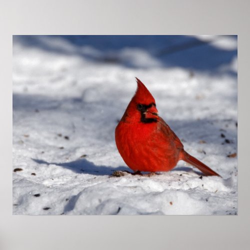 Male Northern Cardinal in the Snow 16x20 Poster