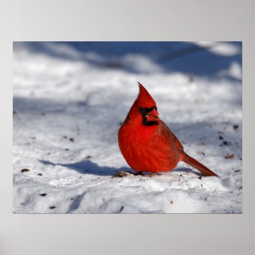Male Northern Cardinal in the Snow 18x24 Poster