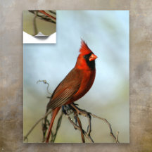 Male Northern Cardinal