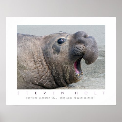 Male Northern Elephant Seal Poster