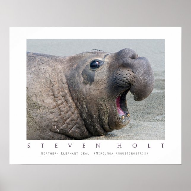 Male Northern Elephant Seal Poster (Front)