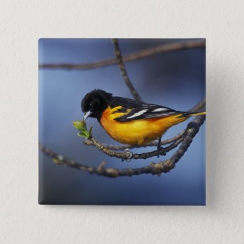 Male Northern Oriole  Formerly Baltimore Oriole Button by theworldofanimals at Zazzle