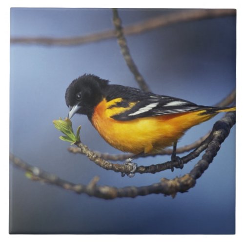 Male Northern Oriole formerly Baltimore Oriole Ceramic Tile