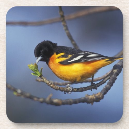 Male Northern Oriole formerly Baltimore Oriole Drink Coaster