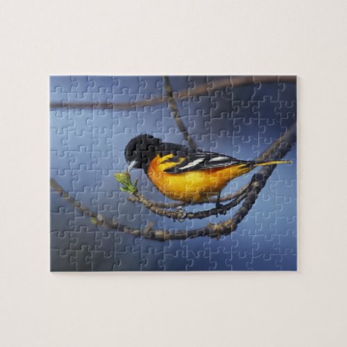 Male Northern Oriole formerly Baltimore Oriole Jigsaw Puzzle