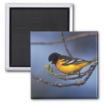 Male Northern Oriole  Formerly Baltimore Oriole Magnet by theworldofanimals at Zazzle