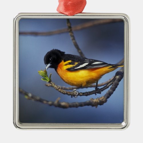 Male Northern Oriole formerly Baltimore Oriole Metal Ornament