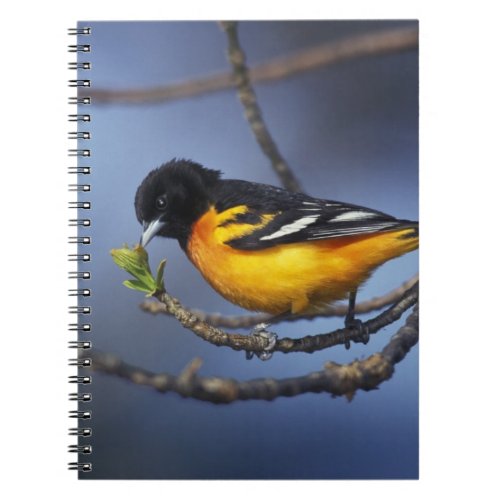 Male Northern Oriole formerly Baltimore Oriole Notebook