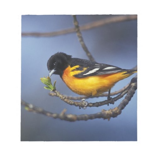 Male Northern Oriole formerly Baltimore Oriole Notepad