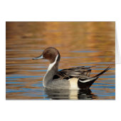 Male Northern Pintail (Front Horizontal)