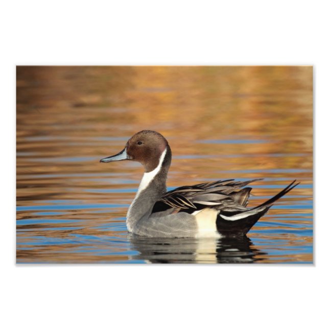 Male Northern Pintail Photo Print (Front)