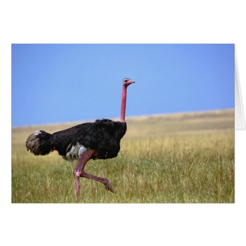 Male Ostrich in breeding plumage Struthio