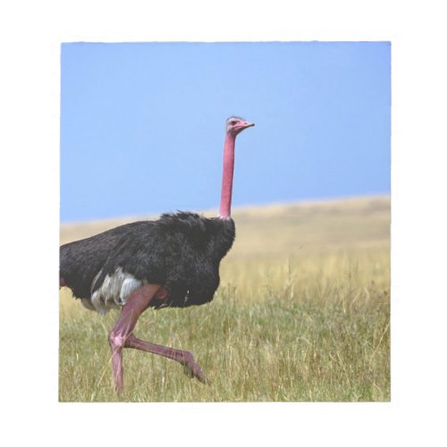 Male Ostrich in breeding plumage Struthio Notepad