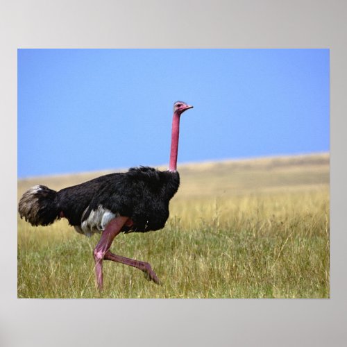 Male Ostrich in breeding plumage Struthio Poster
