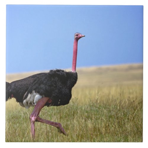 Male Ostrich in breeding plumage Struthio Tile