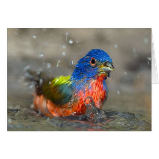 Male Painted Bunting Cards (Front Horizontal)