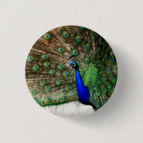 Male Peacock Feather Display Button