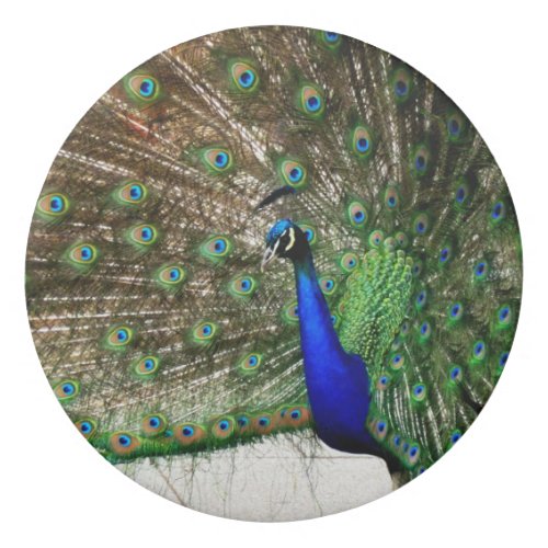 Male Peacock Feather Display Eraser