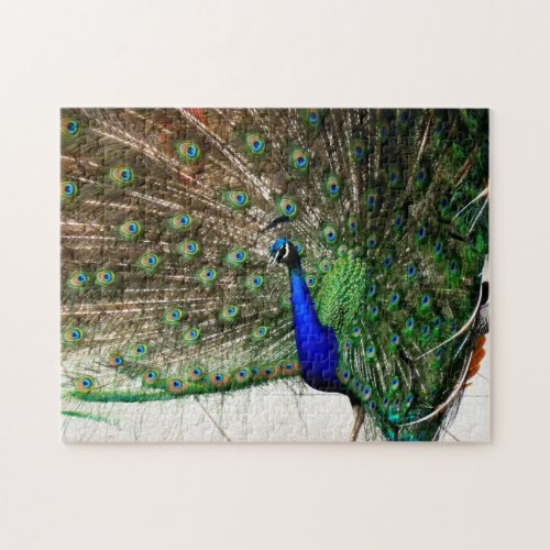 Male Peacock Feather Display Jigsaw Puzzle