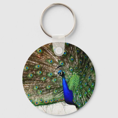 Male Peacock Feather Display Keychain