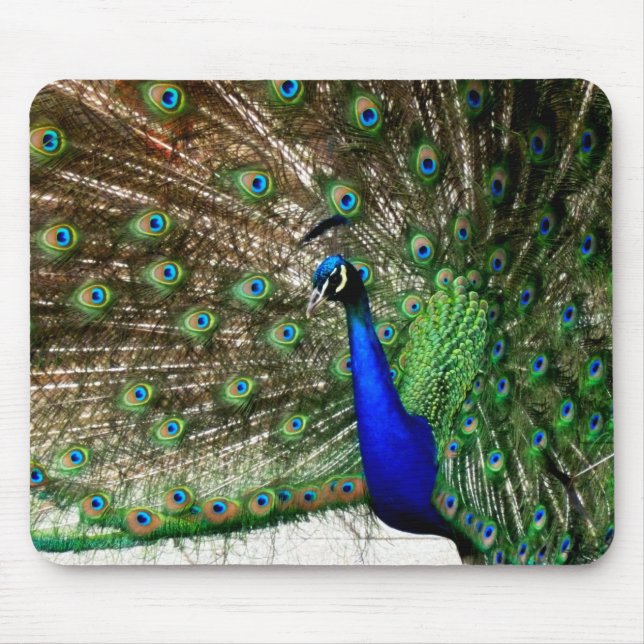 Male Peacock Feather Display Mouse Pad (Front)