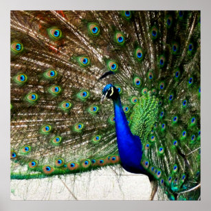 Male Peacock Feather Display Poster