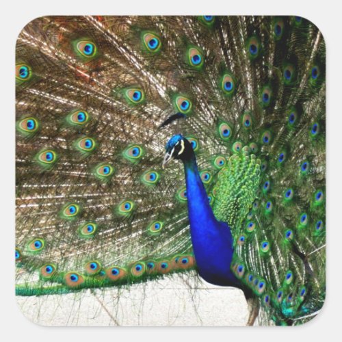 Male Peacock Feather Display Square Sticker