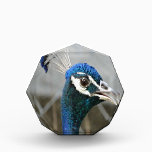 Male Peacock Head Award<br><div class="desc">Male Peacock Head</div>