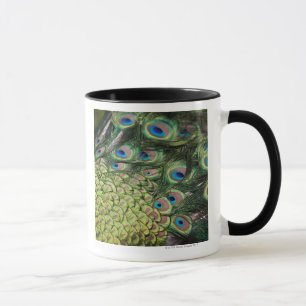 Male peacock (Pavo cristatus) displaying tail Mug