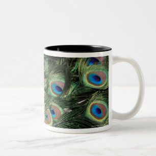 Male peacock (Pavo cristatus) displaying tail Two-Tone Coffee Mug