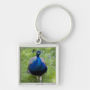 Male peacock (Pavo cristatus) Keychain