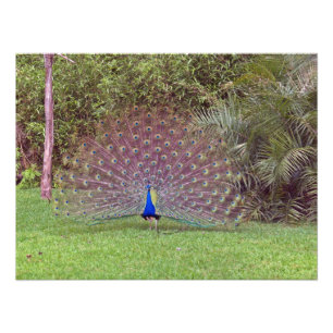 Male Peacock Photo