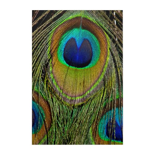Male peacock tail feathers acrylic print