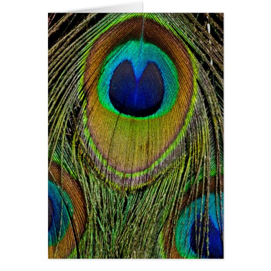 Male peacock tail feathers cards (Front)