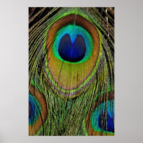 Male peacock tail feathers poster