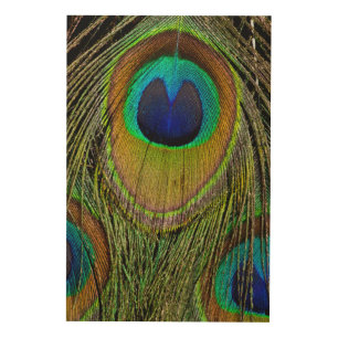 Male peacock tail feathers wood wall decor