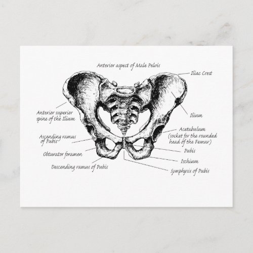 Male Pelvis Details Postcard