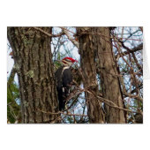 Male Pileated Woodpecker (Front Horizontal)