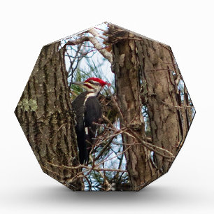 Male Pileated Woodpecker Award