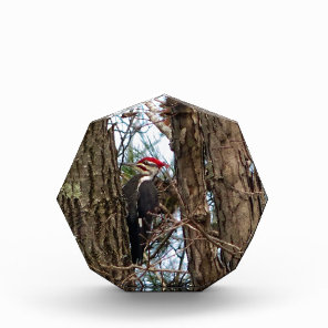 Male Pileated Woodpecker Award