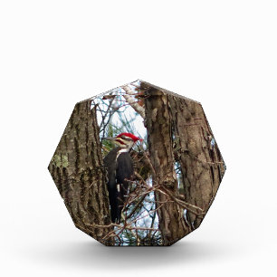 Male Pileated Woodpecker Award