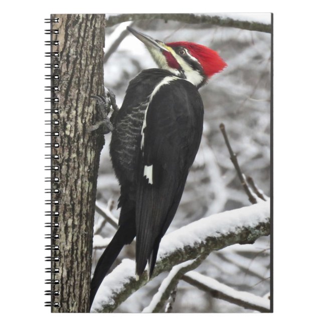 Male Pileated Woodpecker Bird Notebook