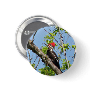 Male Pileated Woodpecker Button