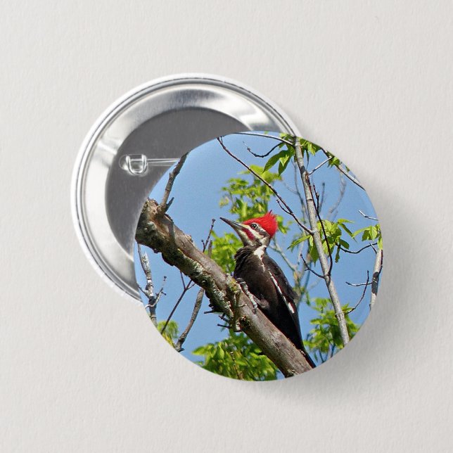 Male Pileated Woodpecker Button (Front & Back)