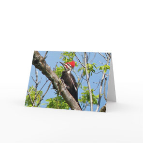 Male Pileated Woodpecker Card