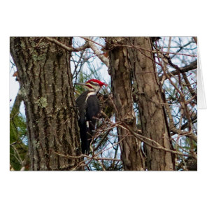 Male Pileated Woodpecker Cards