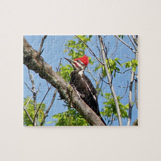 Male Pileated Woodpecker Jigsaw Puzzle (Horizontal)
