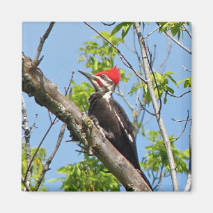 Male Pileated Woodpecker Magnet