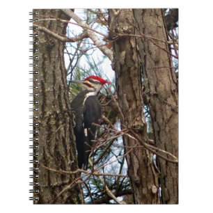 Male Pileated Woodpecker Notebook